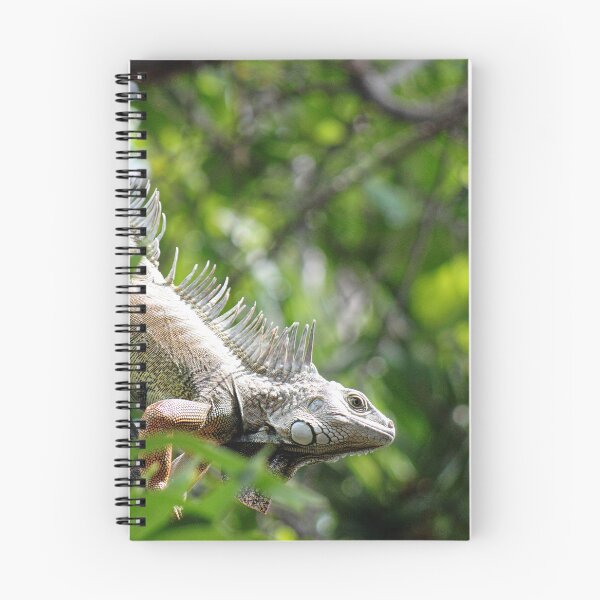 Item preview, Giant Iguana in Santa Marta designed and sold by ChimaHome.