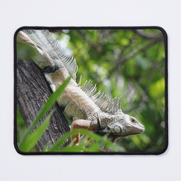 Item preview, Giant Iguana in Santa Marta designed and sold by ChimaHome.