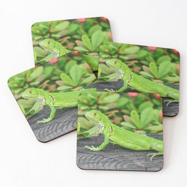 Item preview, Juvenile Florida iguana designed and sold by ChimaHome.