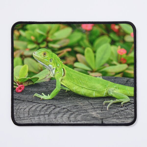 Item preview, Juvenile Florida iguana designed and sold by ChimaHome.