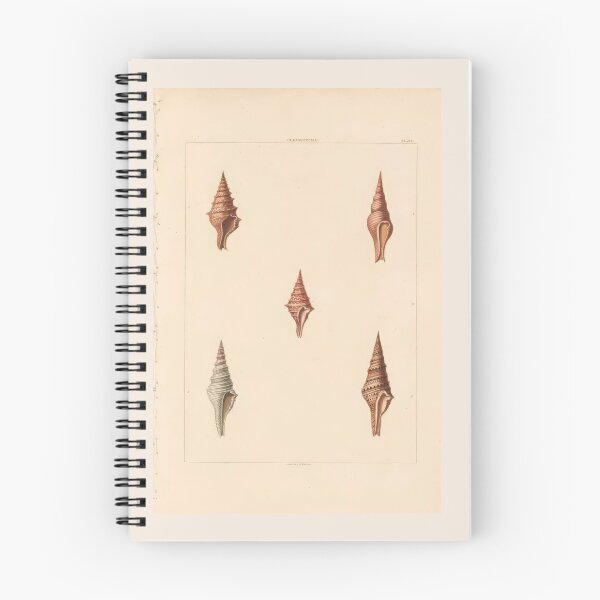 Item preview, Volutella Seashells Nautical Scientific Illustration designed and sold by TeeARTHY.