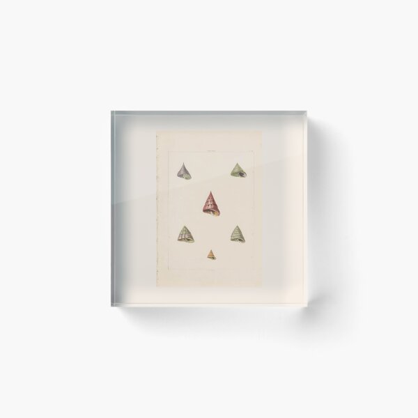 Item preview, Pleurotoma Seashells Scientific Nautical Illustration designed and sold by TeeARTHY.