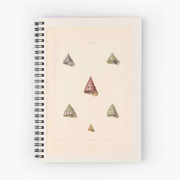 Item preview, Pleurotoma Seashells Scientific Nautical Illustration designed and sold by TeeARTHY.