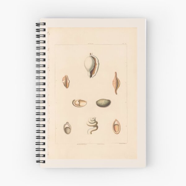 Item preview, Trochus Seashells Scientific Ocean Beach Illustration designed and sold by TeeARTHY.