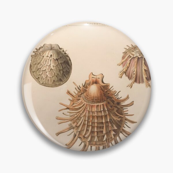 Item preview, Oliva Seashells Vintage Scientific Ocean Illustration designed and sold by TeeARTHY.