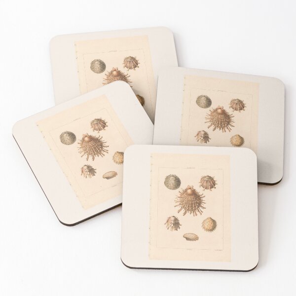 Item preview, Oliva Seashells Vintage Scientific Ocean Illustration designed and sold by TeeARTHY.