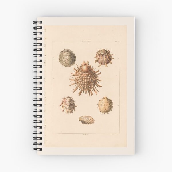 Item preview, Ilustración científica vintage del océano con conchas marinas de Oliva designed and sold by TeeARTHY.