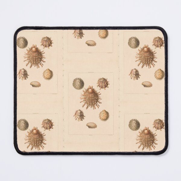Item preview, Oliva Seashells Vintage Scientific Ocean Illustration designed and sold by TeeARTHY.