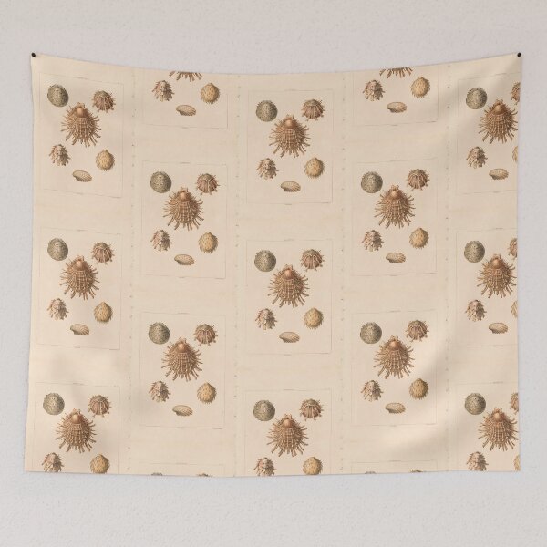 Item preview, Oliva Seashells Vintage Scientific Ocean Illustration designed and sold by TeeARTHY.