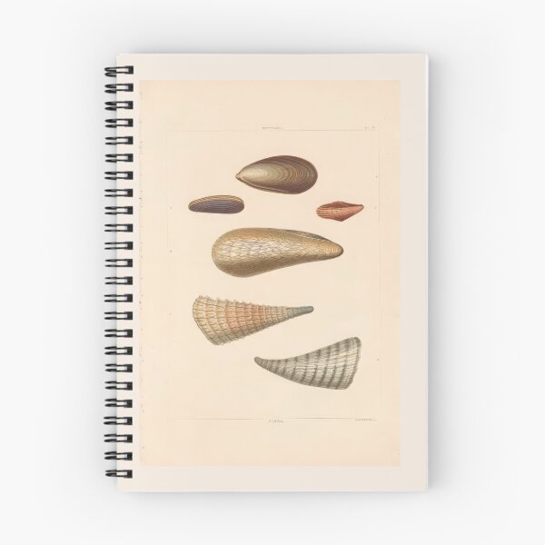 Item preview, Spondylus Seashells Scientific Marine Life Illustration designed and sold by TeeARTHY.