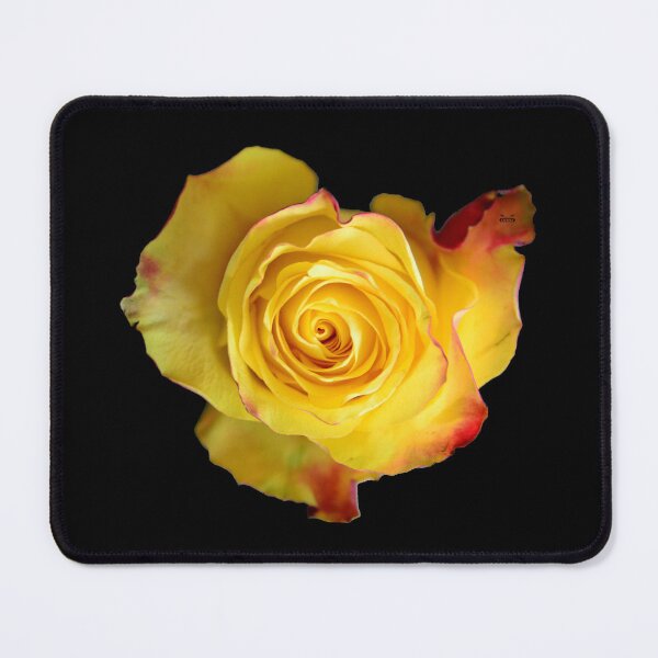 Item preview, Yellow rose with a red tinge – Perfect bloom from above / Swiss Artwork Photography designed and sold by Raphael Wolf.