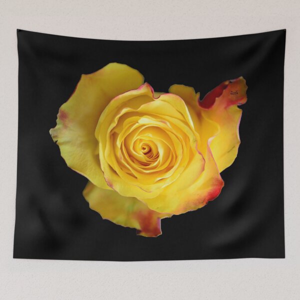 Item preview, Yellow rose with a red tinge – Perfect bloom from above / Swiss Artwork Photography designed and sold by Raphael Wolf.