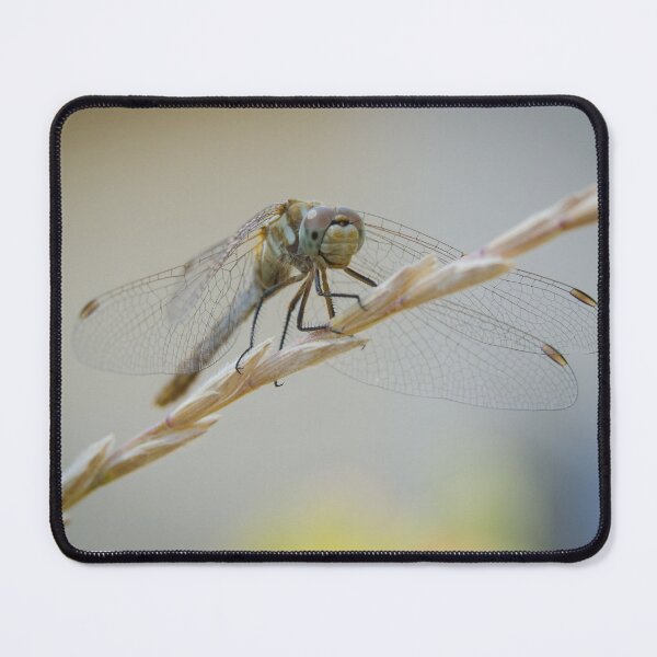 Item preview, Dragonfly Resting 3 designed and sold by Jeffrey Ralph.