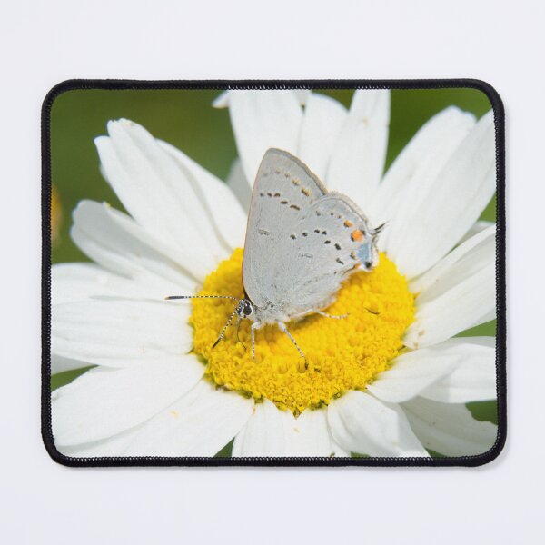 Item preview, Butterfly Macro designed and sold by Jeffrey Ralph.