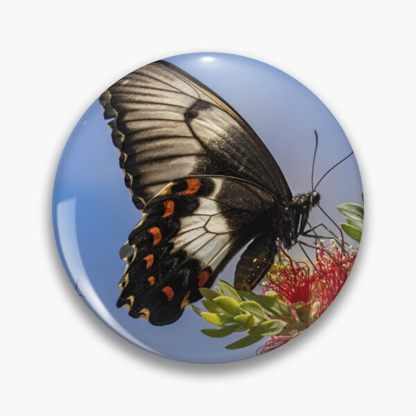 Item preview, Orchard swallowtail butterfly and friend.  designed and sold by DaveBassett.