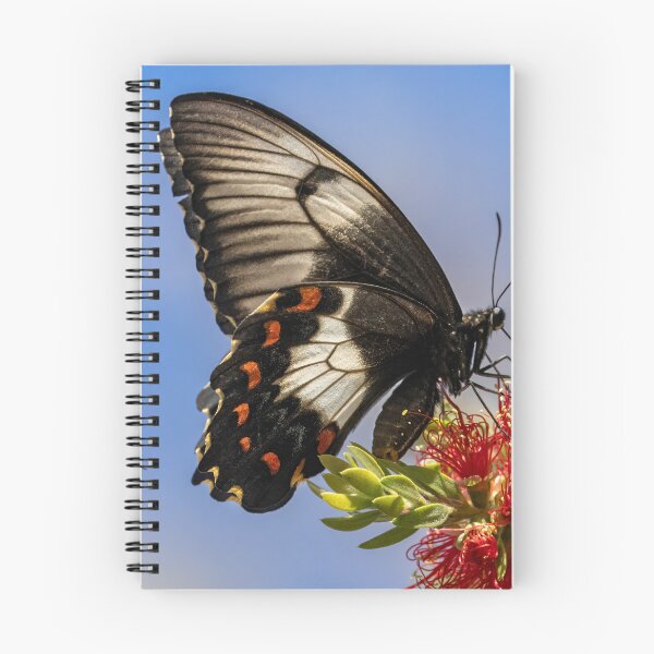 Item preview, Orchard swallowtail butterfly and friend.  designed and sold by DaveBassett.