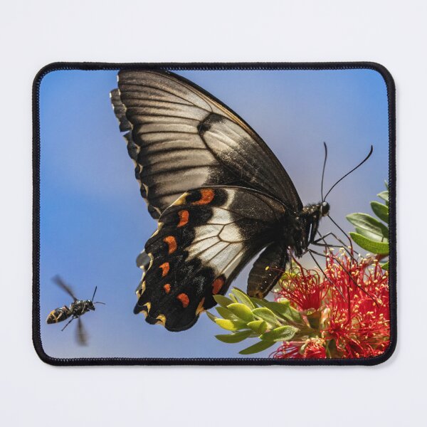 Item preview, Orchard swallowtail butterfly and friend. designed and sold by DaveBassett.