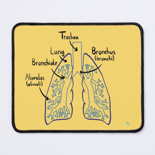 Item preview, Lung Anatomy Medical Diagram designed and sold by chowlet.