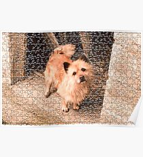 dog out of puzzles Poster
