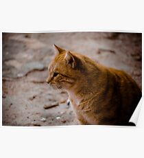 Cat Poster