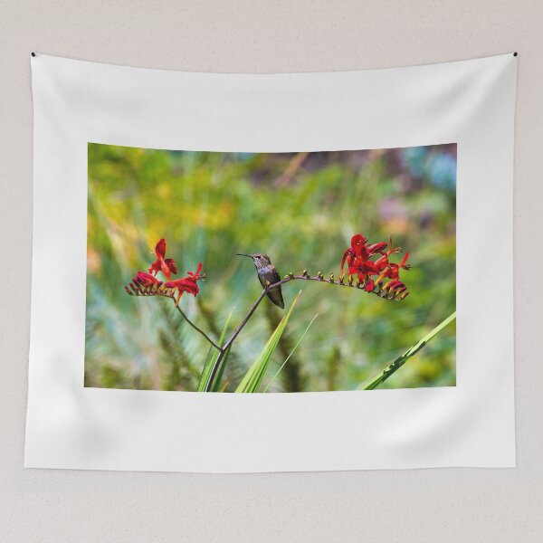 Aperçu de l'œuvre Jeune Colibri roux perché sur la tige des fleurs rouges de Crocosmia en été créée et vendue par davidgnsx1.