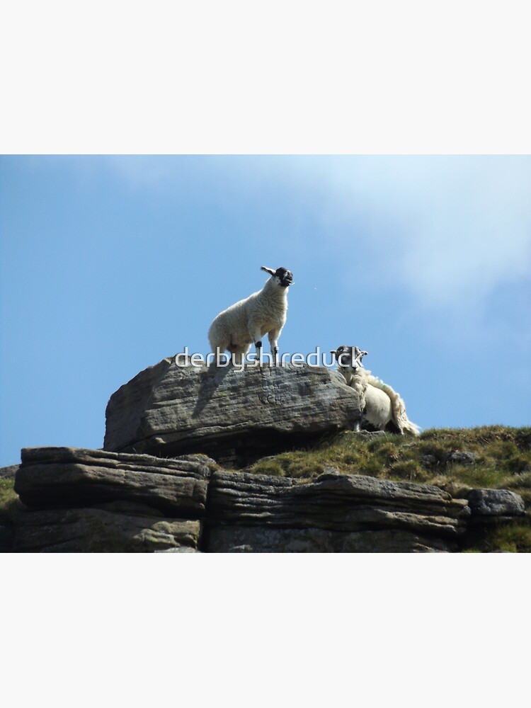 Sheep on a rock by derbyshireduck