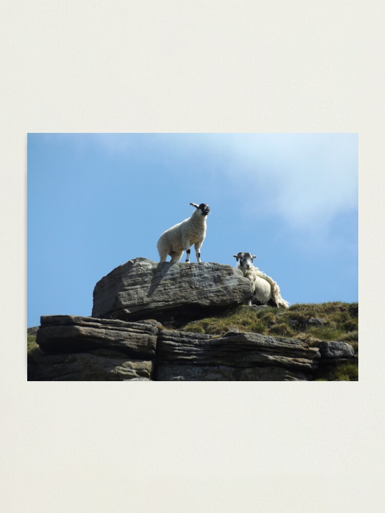 Alternate view of Sheep on a rock Photographic Print