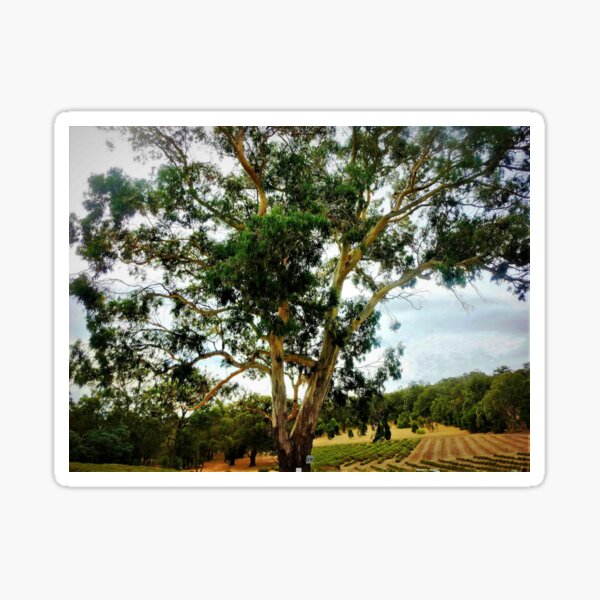 Item preview, Large Tree overlooking Winery, Gordon, Vic. Australia designed and sold by EdsMum.