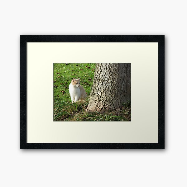 Kitty behind a tree Framed Art Print