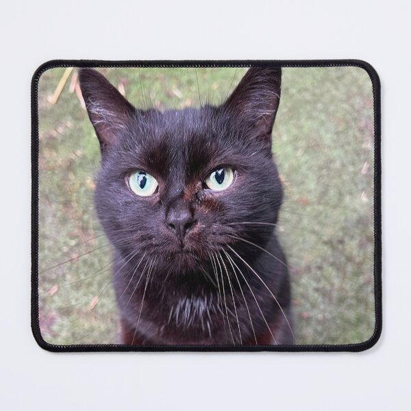 Item preview, Sutton - Beautiful black cat designed and sold by Hallswood.