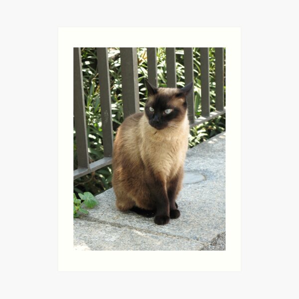 Siamese sweetie Art Print