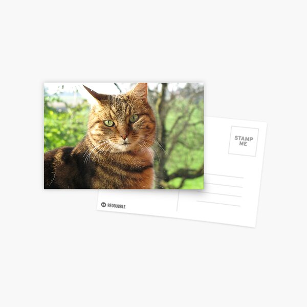 Window kitty Postcard