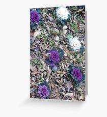 colorful cabbage, green white and purple Greeting Card