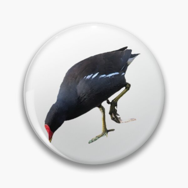 Item preview, Common moorhen pecking at the ground designed and sold by FederalFeathers.