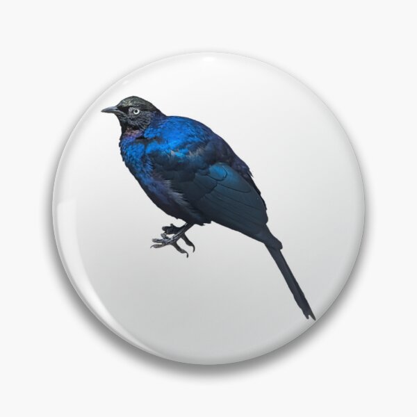 Item preview, Ruppell's Starling designed and sold by FederalFeathers.