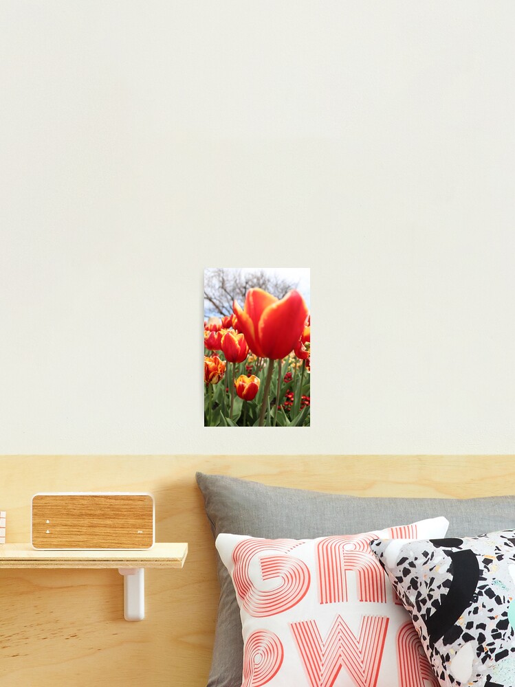 Thumbnail 2 of 3, Photographic Print, Tulip R 25 designed and sold by RREID84.