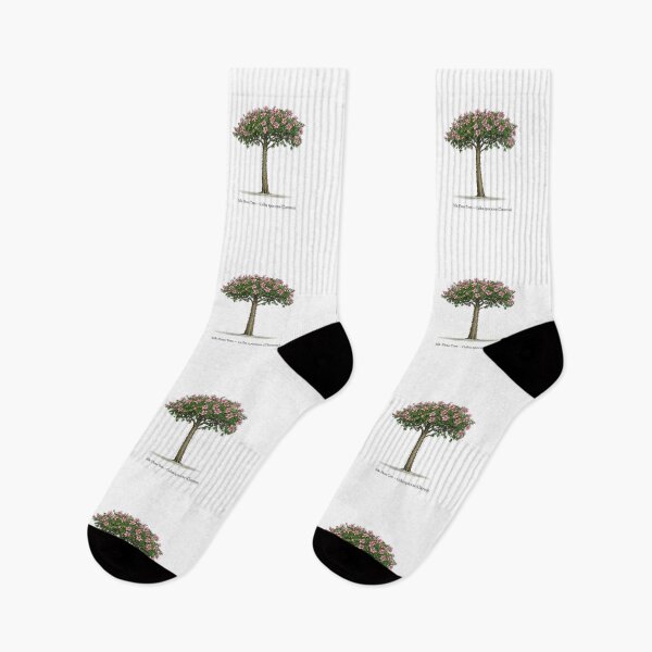 Item preview, Silk Floss Tree – Ceiba speciosa designed and sold by BloomKind.
