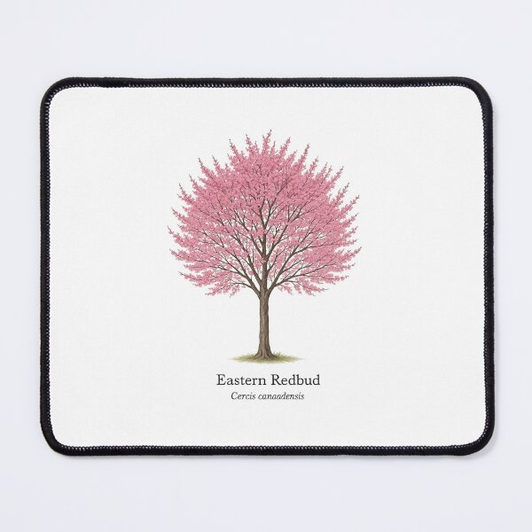 Item preview, Eastern Redbud – Cercis canadensis | Spring Pink Blossom Tree Illustration designed and sold by BloomKind.