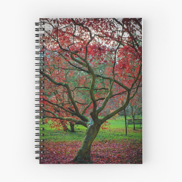 Item preview, Beautiful red Acer. Japanese Maple. designed and sold by CEastwoodPhotos.
