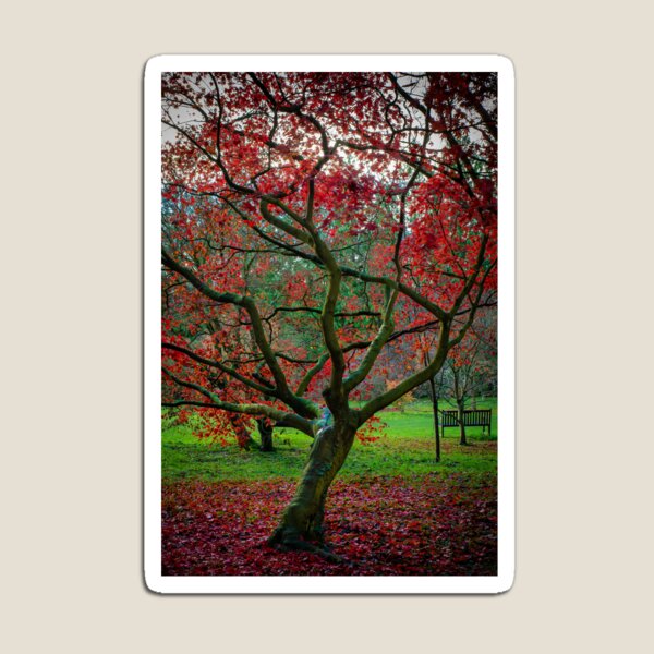 Item preview, Beautiful red Acer. Japanese Maple. designed and sold by CEastwoodPhotos.