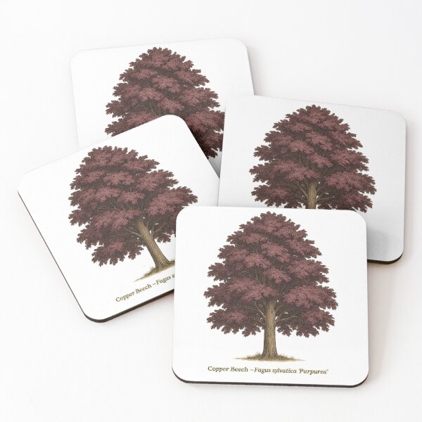 Item preview, Copper Beech – Fagus sylvatica ‘Purpurea’ | Botanical Tree Illustration designed and sold by BloomKind.