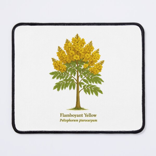 Item preview, Flamboyant Yellow – Peltophorum pterocarpum Botanical Illustration designed and sold by BloomKind.