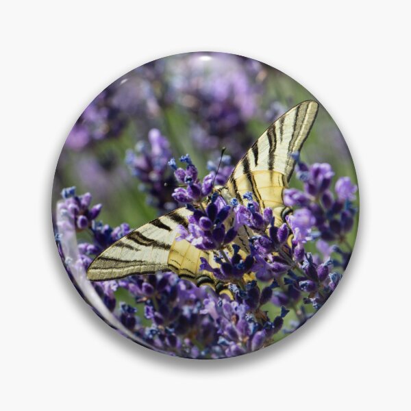 Item preview, Scarce Swallowtail butterfly on lavender in the garden designed and sold by bence-kis-photo.