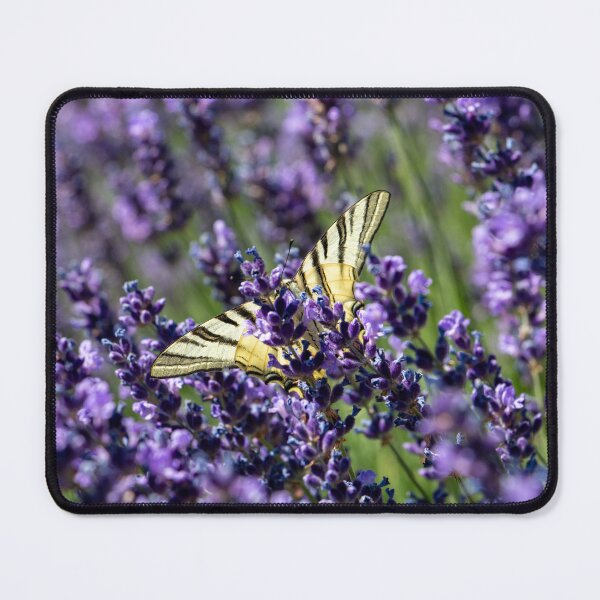 Item preview, Scarce Swallowtail butterfly on lavender in the garden designed and sold by bence-kis-photo.
