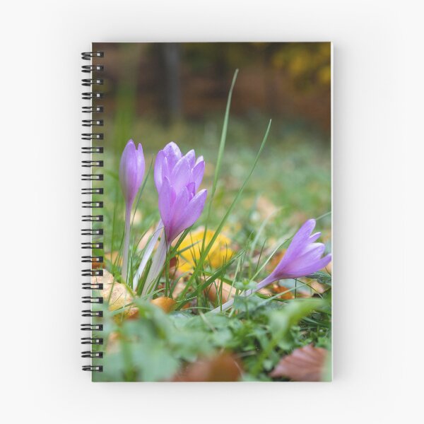 Item preview, Vibrant Purple Crocuses in Autumn designed and sold by bence-kis-photo.