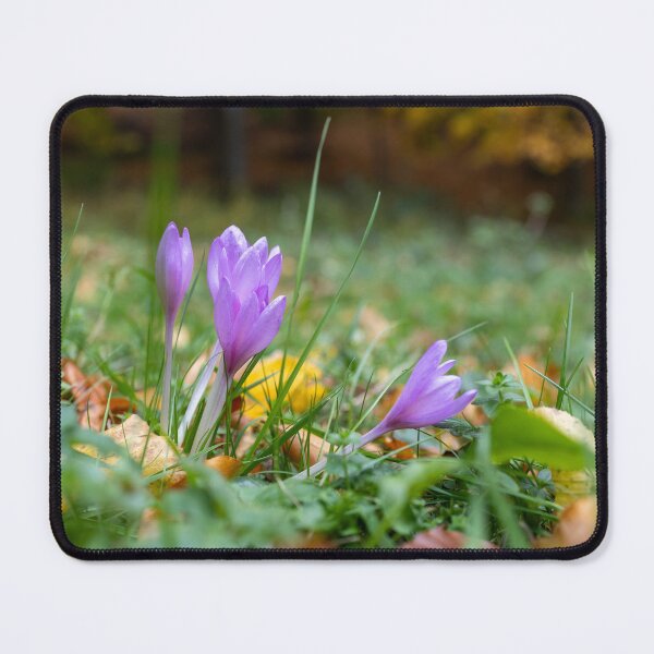 Item preview, Vibrant Purple Crocuses in Autumn designed and sold by bence-kis-photo.