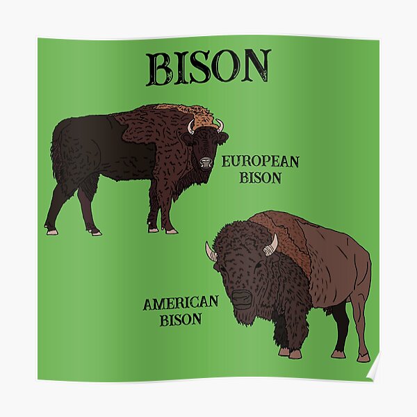 Poster Bison Redbubble