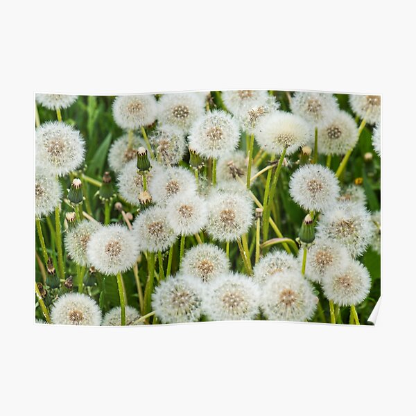 Taraxacum, Dandelion Poster