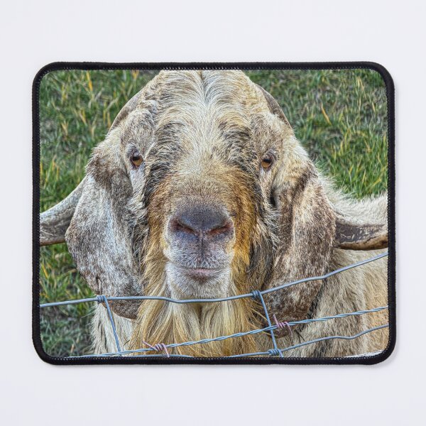 Item preview, Goat looks at you through fence closeup designed and sold by MYTOPSHELF.