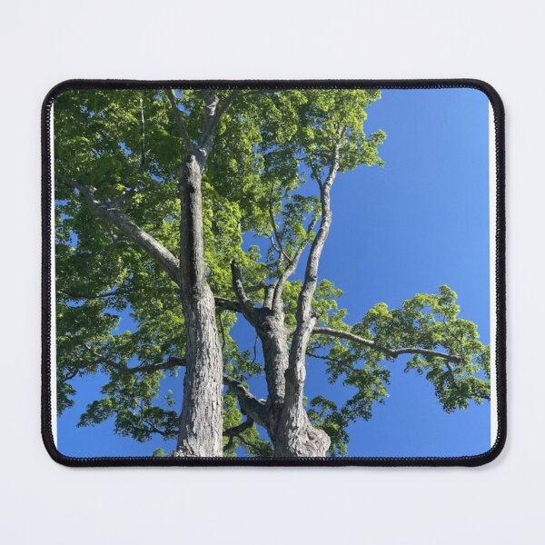 Item preview, Tall Green Trees Bright Blue Sky Photographic Print designed and sold by Mother-Nature65.